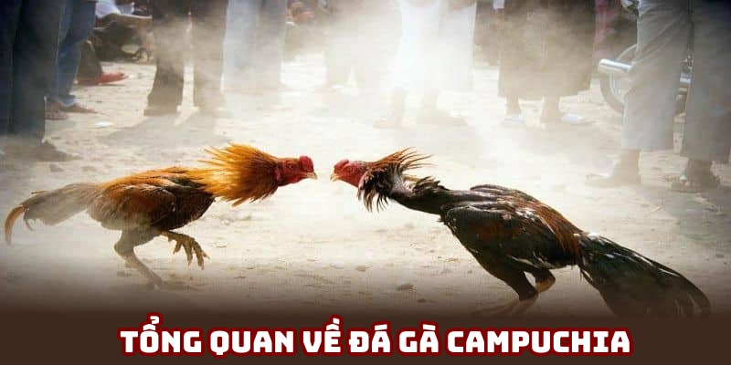 Vài nét cơ bản về đá gà Campuchia