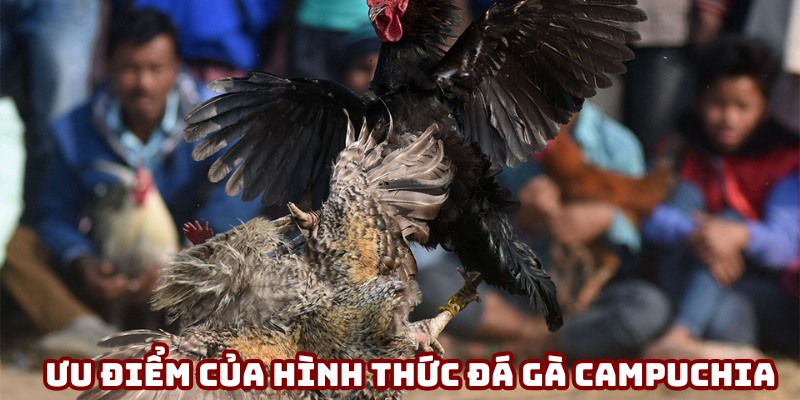 Những ưu điểm của đá gà Campuchia ở 23WIN